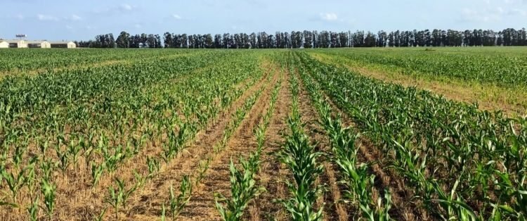 El mapa de AgroENSO tiene la respuesta